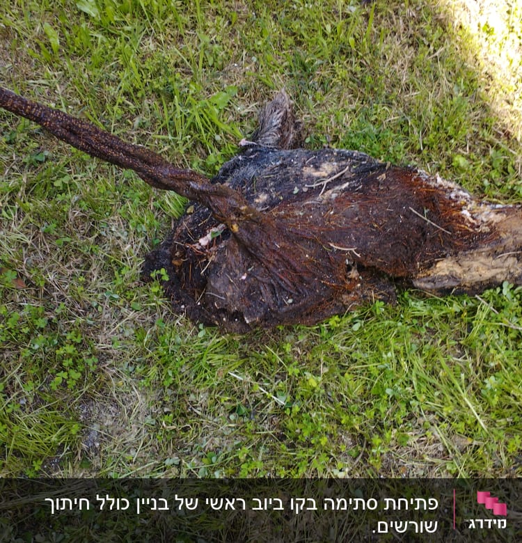 שורש עץ סתום בצינור ביוב על דשא